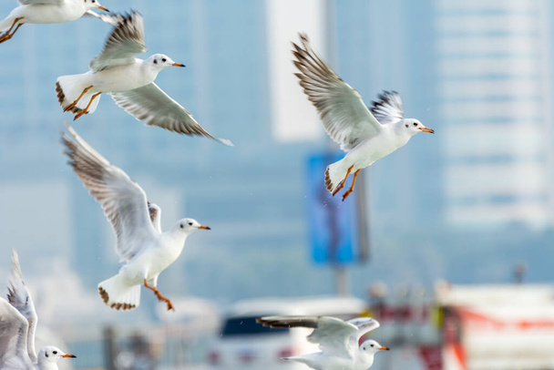 Um bando de pássaros gaivotas brancas voando no céu com fundo de skylines em Abu Dhabi, Emirados Árabes Unidos - Foto, Imagem