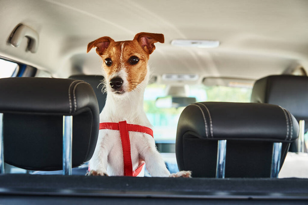 Jack Russell terrier perro mirando desde el asiento del coche. Viaje con un perro - Foto, Imagen
