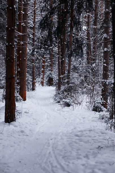 Winter forest landscape. Tall trees under snow cover. January frosty day in park. - Foto, afbeelding