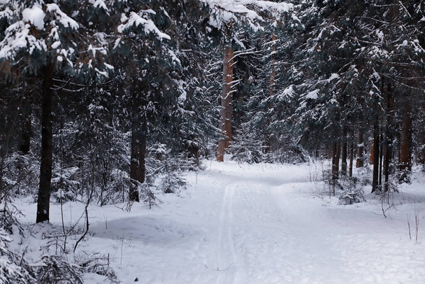 Winter forest landscape. Tall trees under snow cover. January frosty day in park. - Foto, Bild