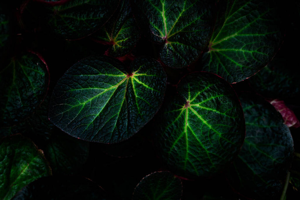 Green round leaf texture on dark background. Close-up detail of begonia leaves. House plant. Indoor plants. Begonia leaf for home decoration. Wallpaper for spa or mental health and mind therapy.  - Photo, Image