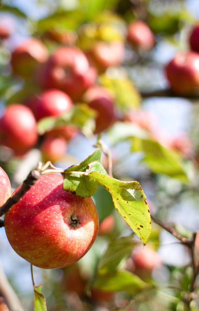 manzanas tr un arbol - Fotoğraf, Görsel