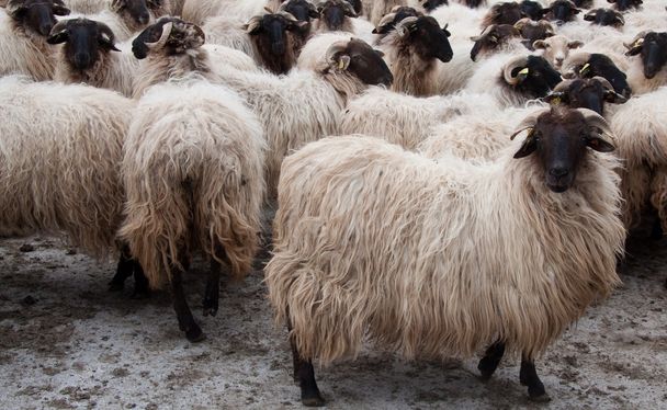 Rebaéo de ovejas - Foto, Bild