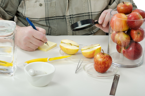rozpůlenou apple inspekci v phytocontrol laboratoři - Fotografie, Obrázek