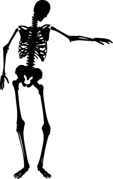 Σκελετός - Διάνυσμα, εικόνα