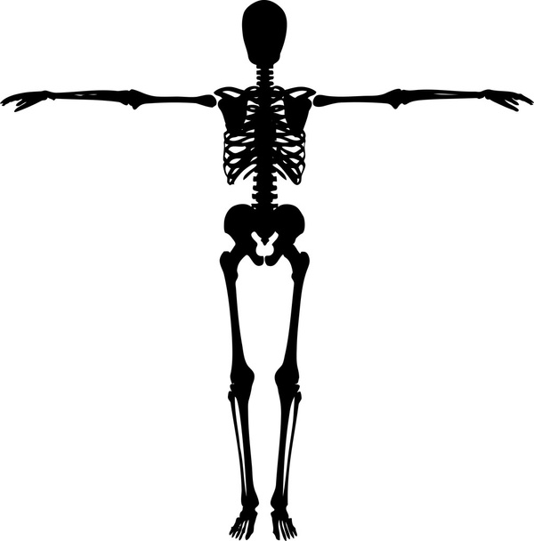 Csontváz - Vektor, kép