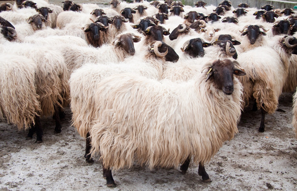 Rebaño de ovejas - 写真・画像