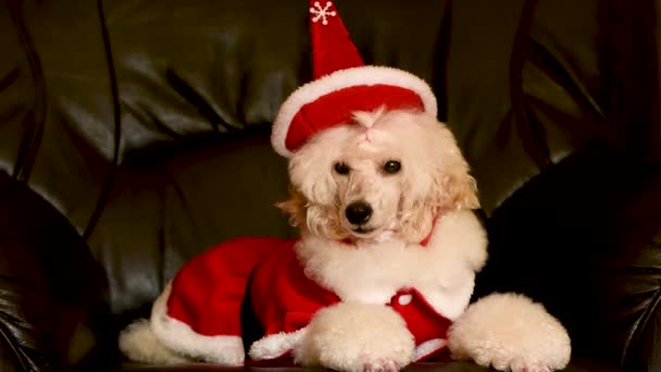 Bonito, elegante, poodle branco deitado no sofá preto com chapéu de Natal - Filmagem, Vídeo