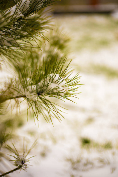 première neige sur un petit cèdre, pin de cèdre, fond naturel - Photo, image