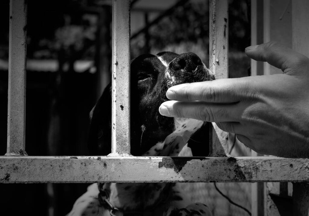 Kilitli köpek kulübeleri terk edilmiş, üzüntü - Fotoğraf, Görsel