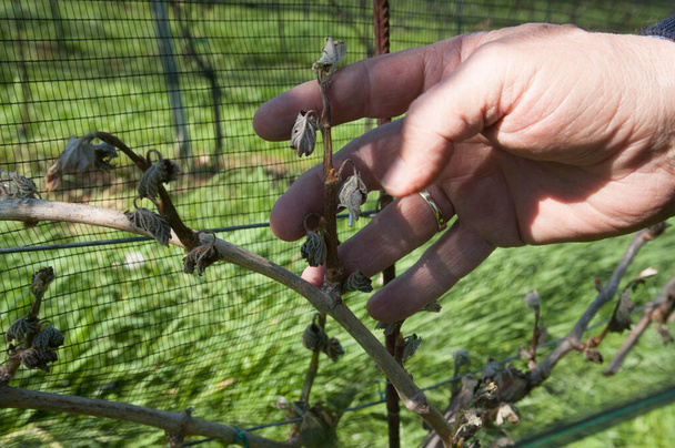 Морозы на винодельческих заводах, холодные погодные условия в виноградарстве - Фото, изображение
