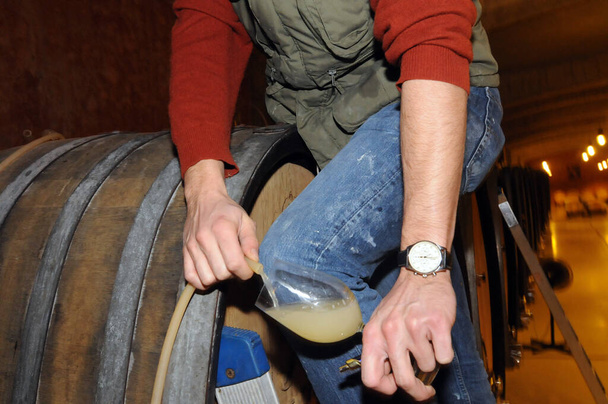 виноделие взять образец белого вина, дегустация белого вина в винном погребе - Фото, изображение