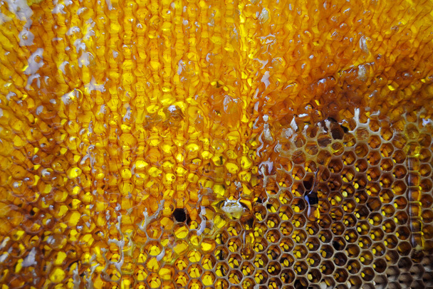Altın nektarla doldurulmuş altıgen bal peteklerinden bir damla bal damlıyor. Bal peteği yaz kompozisyonu. Doğal bal damlası, balmumu çerçeveli arı damlası. Bal damlası bal damlatıyor bal peteğine. - Fotoğraf, Görsel