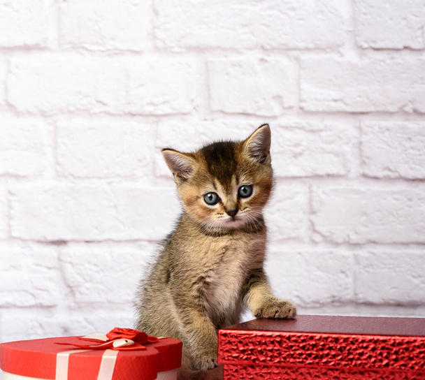 cute kitten Scottish golden chinchilla straight breed sits on a white background and boxes with gifts, festive background - Photo, Image