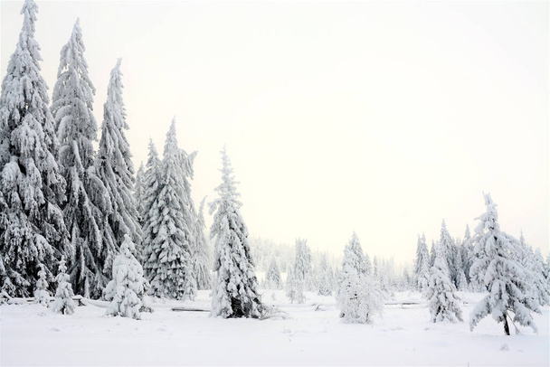 A scenic view from a winter fir forest - Zdjęcie, obraz