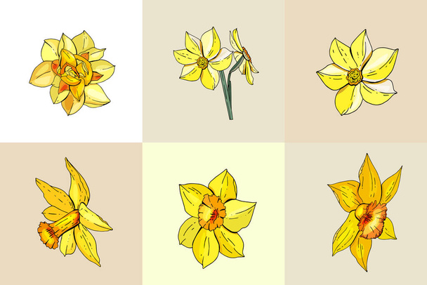 Set with different daffodils. Various sorts and shapes - Vektor, kép