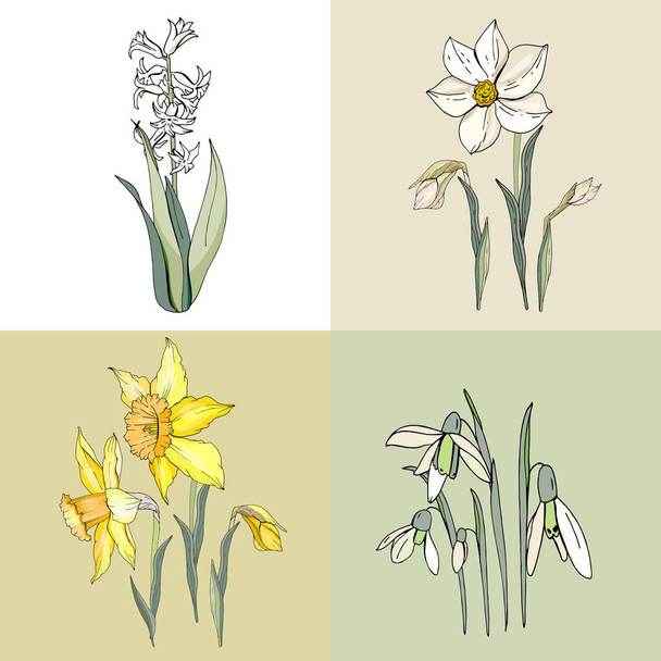 Primrose bulbous flowers. Decorative plant snowdrop, daffodil, hyacnthus - Vettoriali, immagini
