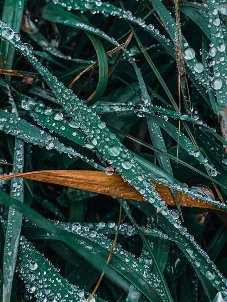 A vertical shot of fresh green grass with drops on it and some yellow dried leaves mixed with it - Valokuva, kuva