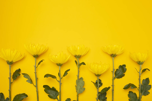 A closeup shot of yellow chrysanthemums on a yellow background with space for text - Foto, imagen
