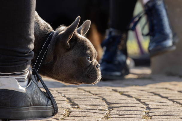 A selective focus shot of an adorable french bulldog - Foto, afbeelding