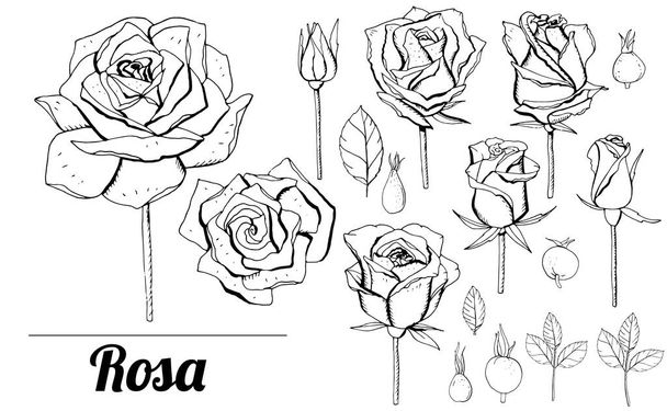 Set with elegant monochrome roses. Black and white objects isolated on white background - Vektor, obrázek