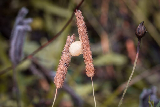 典型的な11月の日に花の牧草地に水滴が降る雨の後、昆虫繭を持つ草の茶色の刃、ドイツ - 写真・画像