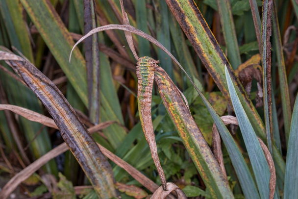 Reed in un lago o stagno in autunno in una giornata di pioggia nel mese di novembre con foglie verdi marrone piegato infestato da parassiti, Germania - Foto, immagini