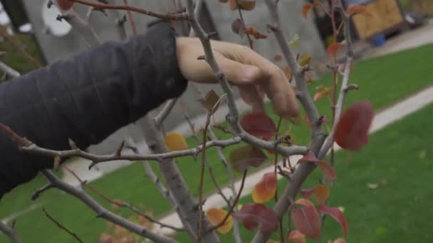 Η διαδικασία της απομάκρυνσης των δέντρων από τα ξηρά φύλλα με το χέρι πριν από τη διαχείμαση - Πλάνα, βίντεο