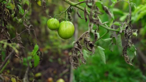 Frapper en douceur deux tomates vertes poussant sur un buisson au ralenti - Séquence, vidéo