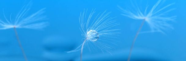 Macro fotoğraf, karahindiba tohumları mavi bir arka planda çiğ damlaları - Fotoğraf, Görsel