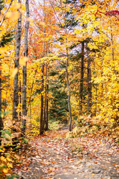 Scenic autumn pathway in Canada - Fotó, kép