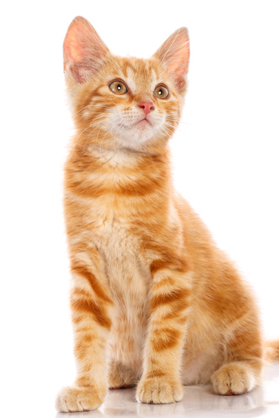 piros kis macska - Fotó, kép
