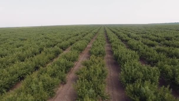 Vista aérea plantaciones de melocotón - Metraje, vídeo