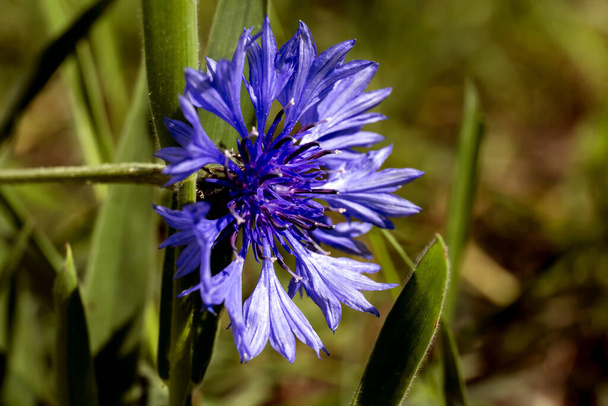 Μπλε όμορφα λουλούδια καλαμποκιού στον κήπο. Κορνφλάουερ στο παρτέρι. Άγρια λουλούδια του καλοκαιριού. - Φωτογραφία, εικόνα