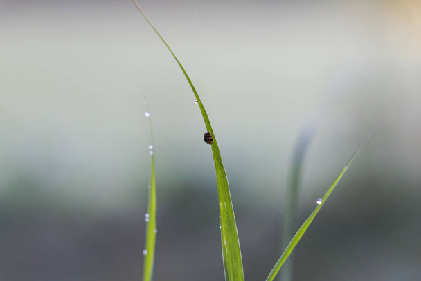 Escarabajo sentado en una hoja con gotas de rocío - Foto, Imagen