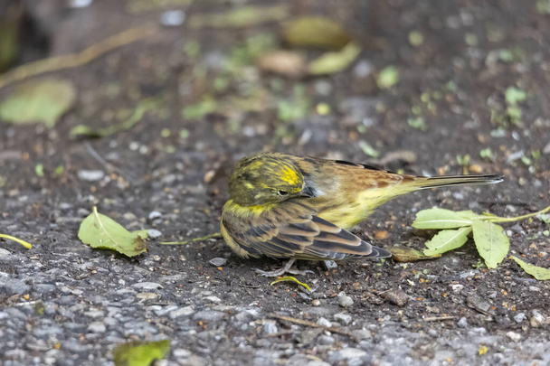 Yellowhammer sitting on the forest floor looking for food - Photo, Image