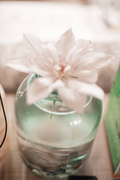 white flower in glass jar - Foto, imagen