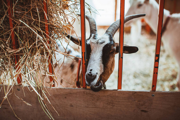 A motley horned goat looks through the grate of the pen. Keeping animals on the farm. Contact zoo - Foto, Imagen