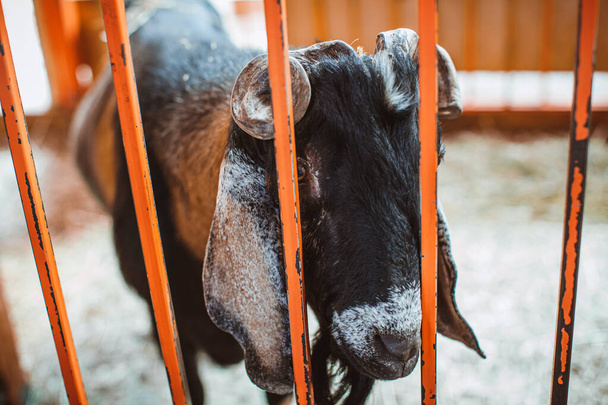 A motley horned goat looks through the grate of the pen. Keeping animals on the farm. Contact zoo - Foto, Imagem
