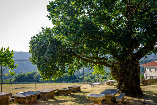Двадцятирічний дуб у галісійському місті Пелете (провінція Понтеведра, Іспанія).) - Фото, зображення