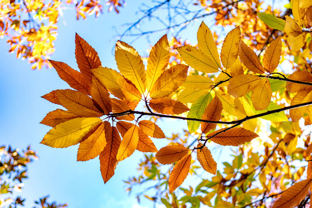 秋の風景。秋だ。太陽の光の下で木や葉 - 写真・画像