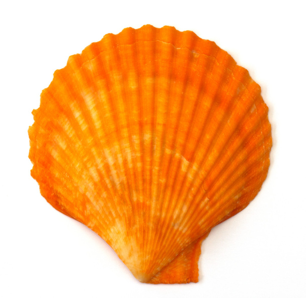 concha marina sobre fondo blanco - Foto, Imagen