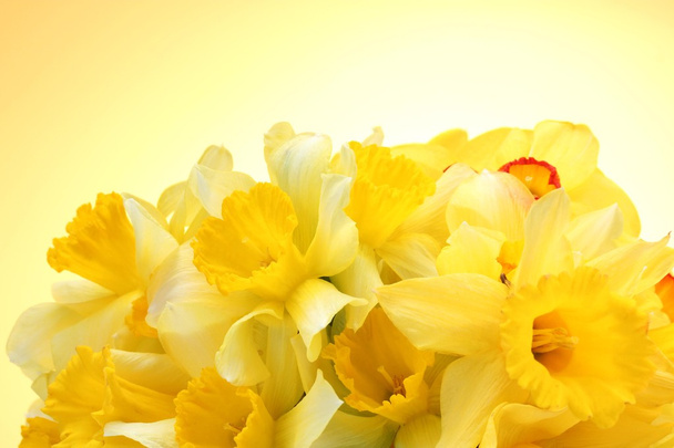 beautiful yellow daffodils on yellow background - Valokuva, kuva