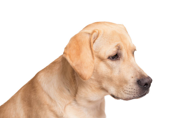 Beauty labrador retriever dog isolated on a white background - Photo, image