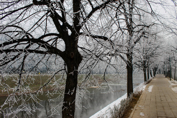 Bomen naast de promenade. De bomen hebben vorst op de takken. Naast de bomen en promenades ligt de rivier de Miljacka. Winter in Sarajevo. Sarajevo, Bosnië en Herzegovina. - Foto, afbeelding