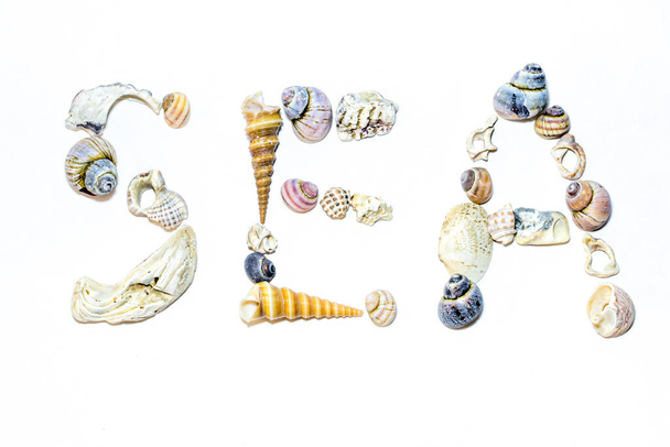Lettering sea of small marine colorful light orange blue pink purple seashells of different shapes on white background. Snail shells, spiral shells. Design template - Photo, Image