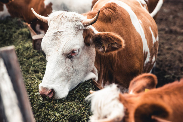 Cows on the form. Milk, meat production. Household animals. - Fotó, kép