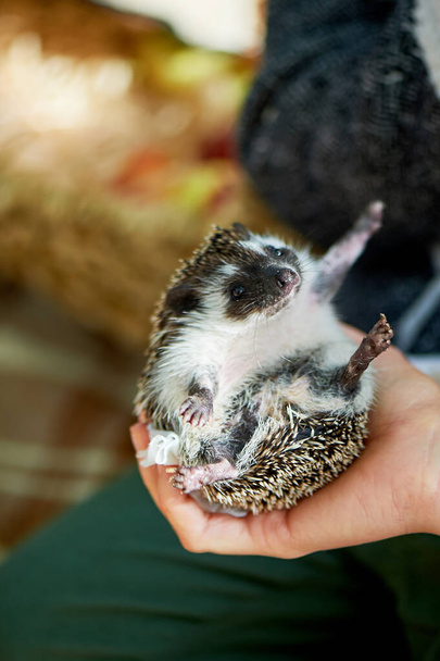 African hedgehog in the hands of people. and Pets - Fotó, kép
