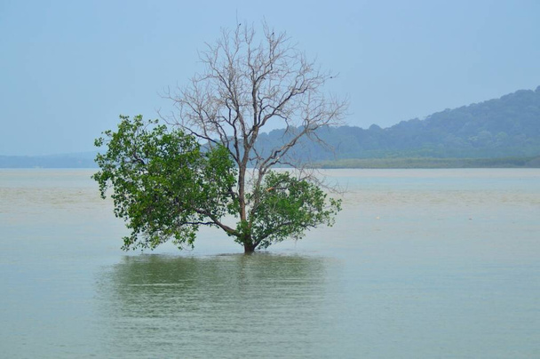 Kuala Linggi sahilinde yüzen bir ağaç, Melaka, Malezya - Fotoğraf, Görsel