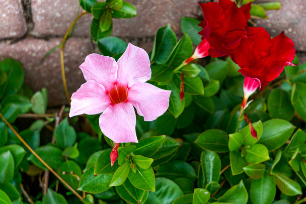 Mandeville bel, trechtervormige bloem buiten in de tuin in de zomer - Foto, afbeelding